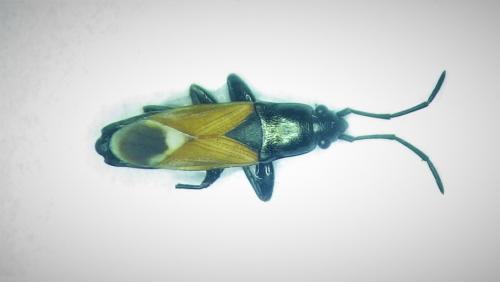 Réf. 276 015 : Pterotmetus staphyliniformis